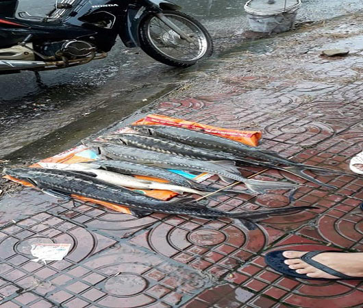 Lai Châu: Bị mưa lũ "đánh úp", dân phải bán cá tầm giá 60.000 đ/kg - 4