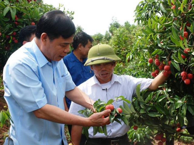 Thị trường - Tiêu dùng - Chuyện "thần kỳ" ở đất vải: 5 ngày tăng hơn 1.000 tỷ