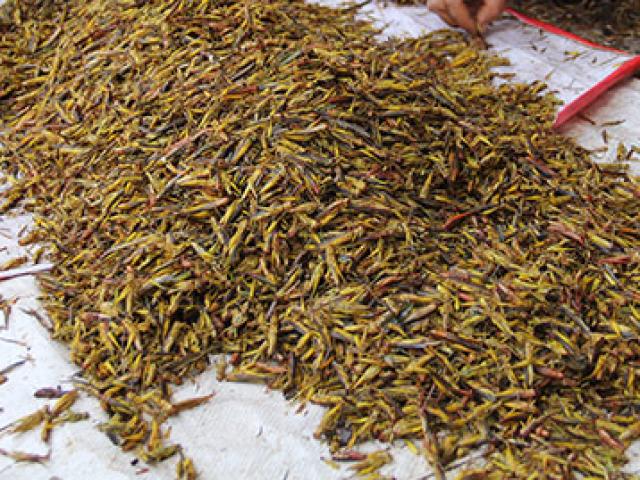 Thị trường - Tiêu dùng - Nghề lạ: Nhặt cánh côn trùng cũng có tiền