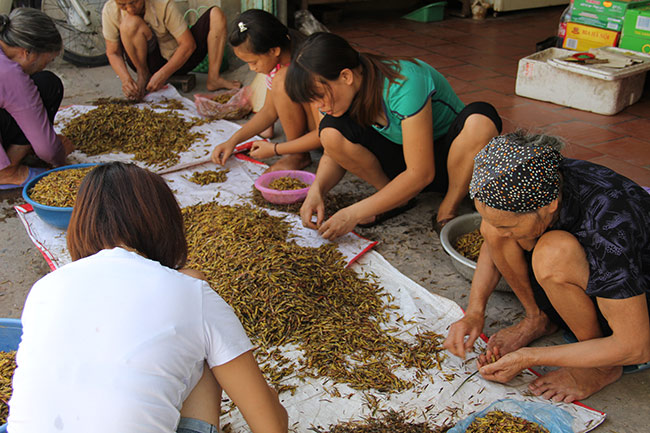 Nghề lạ: Nhặt cánh côn trùng cũng có tiền - 1