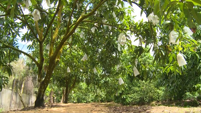 Giá ổi chưa đầy 1.000 đồng/kg, nông dân ngậm ngùi chặt bỏ, không thu hoạch - 4