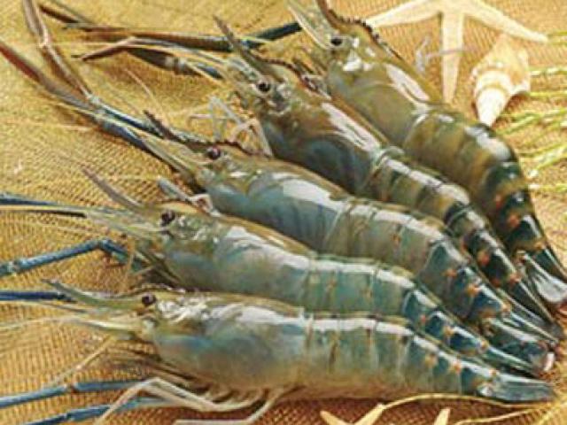 Sức khỏe đời sống - Tôm càng - Món ăn ngon, vị thuốc quý