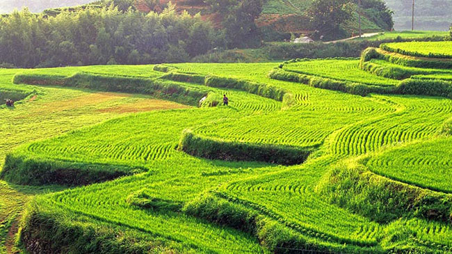 Cánh đồng lúa bậc thang của Hapcheon ở tỉnh Nam Gyeongsang là một cảnh tượng tuyệt vời.