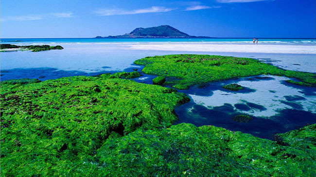 Hãy hỏi một nhà du lịch Hàn Quốc bãi biển nào đẹp nhất trong cả nước và có lẽ cả 10 người được hỏi sẽ trả lời là Bãi biển Hyeupjae.