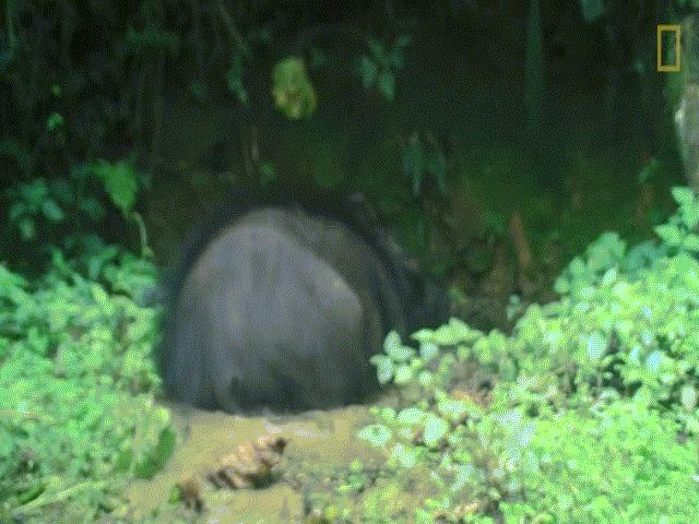 Quay được video cực hiếm về loài lợn lớn nhất và bí ẩn nhất thế giới