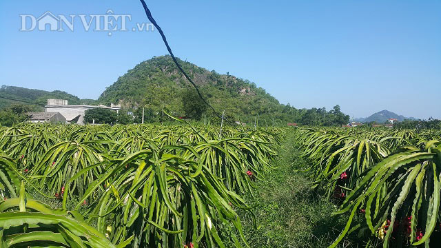 8X bỏ việc lương cao về quê &#34;nghịch đất&#34;, lãi 300 triệu/năm. - 3