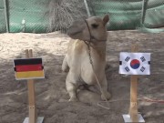 Cười 24H - Dự đoán World Cup: &quot;Tiên tri&quot; Đức và Brazil đi tiếp