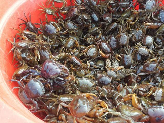 Thị trường - Tiêu dùng - Clip: Mẹo bẫy cua đồng cực kì đơn giản mà thu cả chục triệu/tháng