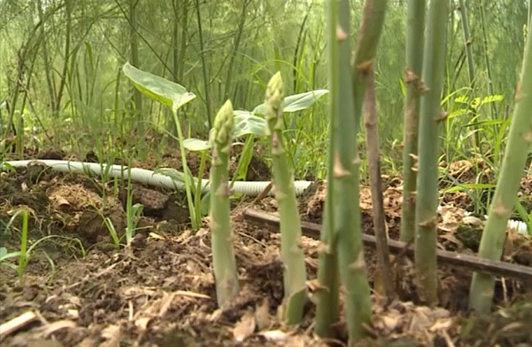 Trồng 2 sào “rau Hoàng Đế” thu về tiền triệu mỗi ngày - 2