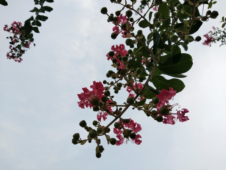 Đánh giá camera Vivo V9: AI Camera, hỗ trợ Ultra HD, ảnh chụp ấn tượng - 5