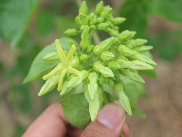 Thị trường - Tiêu dùng - Mùa hoa thiên lý: Người dân xứ Nghệ “đút túi” tiền triệu mỗi ngày