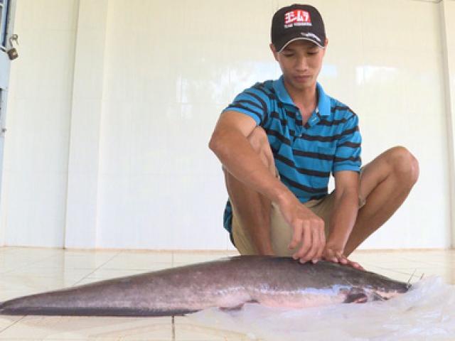 Bắt được cá trê  dài hơn 1m, nặng gần 12kg trên sông Cổ Chiên