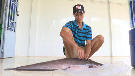 Bắt được cá trê  dài hơn 1m, nặng gần 12kg trên sông Cổ Chiên - 1