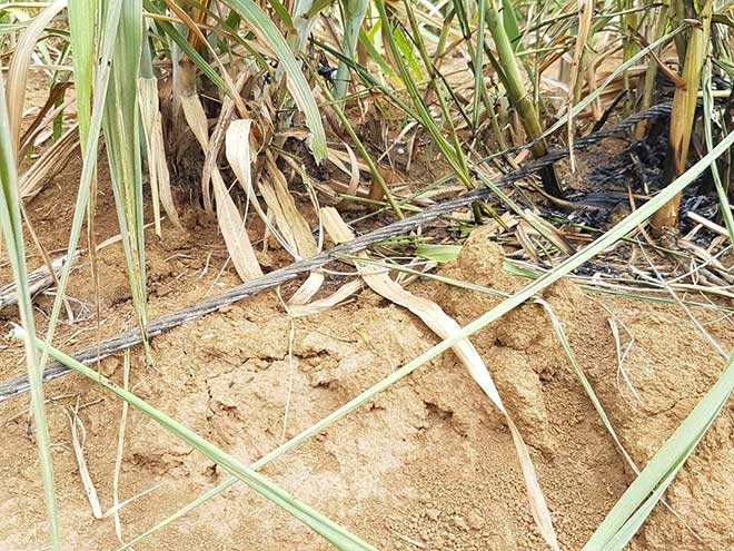Vụ 4 người chết, 3 người bị thương do điện giật: &#34;Lỗi tại người chết&#34; - 1