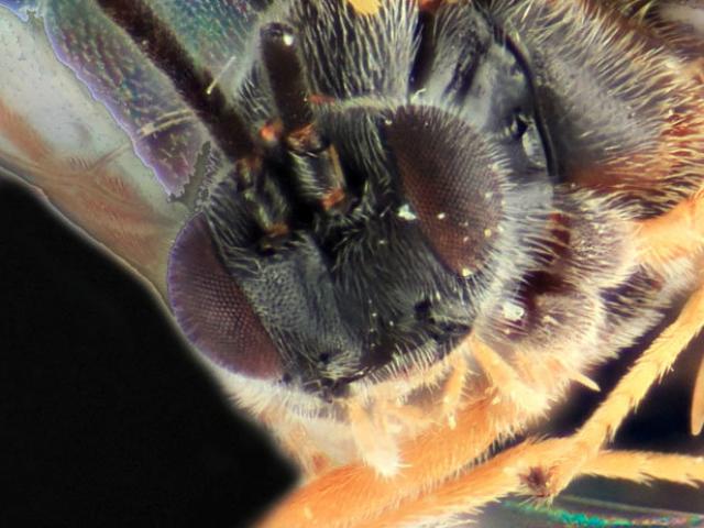 Thế giới - Loài vật trên Trái đất có hành vi như sinh vật ngoài hành tinh