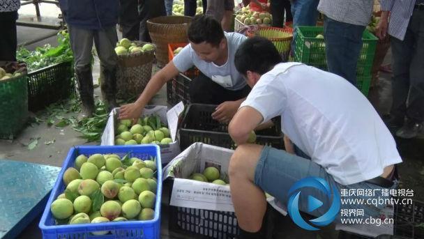 Chi 40 triệu, có ngay quả "đào vua" ăn 3 miếng là... hết - 3