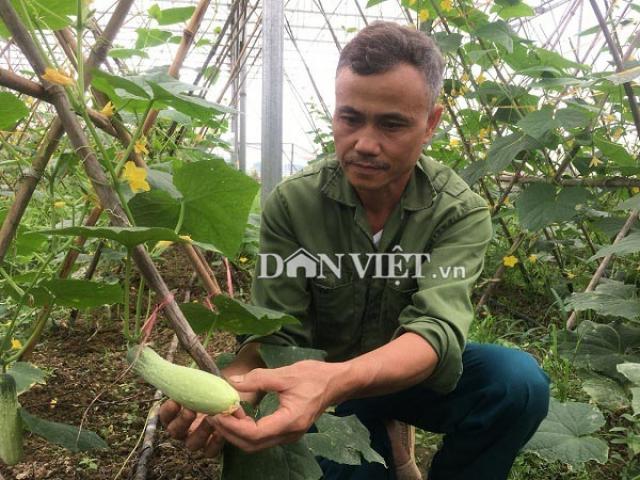 Thị trường - Tiêu dùng - Trồng hơn nửa ha dưa chuột, hơn 30 ngày có trái, lái khuân hết