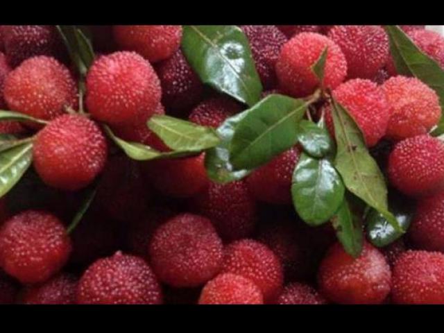 Thị trường - Tiêu dùng - Loại quả nào đắt "cắt cổ" ở Việt Nam nhưng chỉ là quả dại ở nước ngoài?