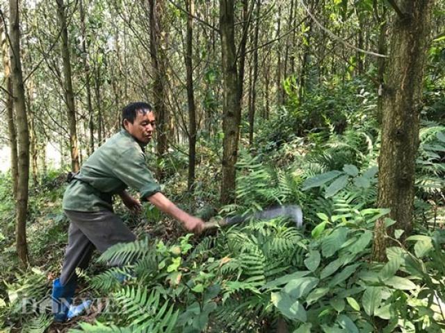 Thị trường - Tiêu dùng - Ngắm rừng keo xanh mướt, đàn dê béo khoẻ "đẻ" ra tiền ở Na Sàng