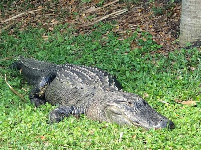 Thế giới - "Cụ" cá sấu 60 tuổi hung dữ khiến cảnh sát Mỹ kinh ngạc