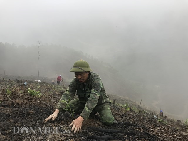 Ngắm rừng keo xanh mướt, đàn dê béo khoẻ "đẻ" ra tiền ở Na Sàng - 3