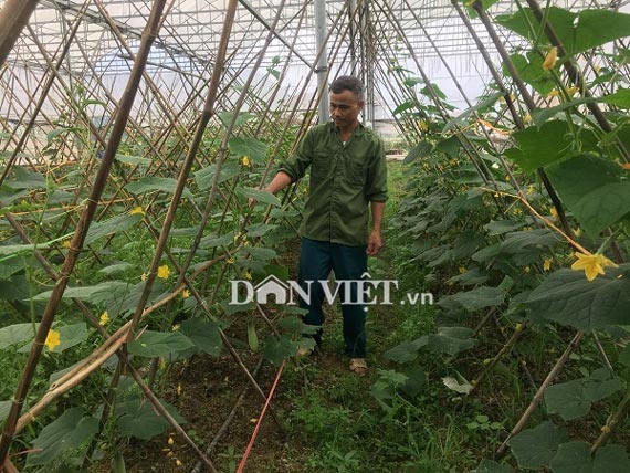 Trồng hơn nửa ha dưa chuột, hơn 30 ngày có trái, lái khuân hết - 1