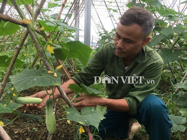 Trồng hơn nửa ha dưa chuột, hơn 30 ngày có trái, lái khuân hết - 2