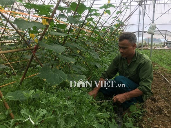 Trồng hơn nửa ha dưa chuột, hơn 30 ngày có trái, lái khuân hết - 3