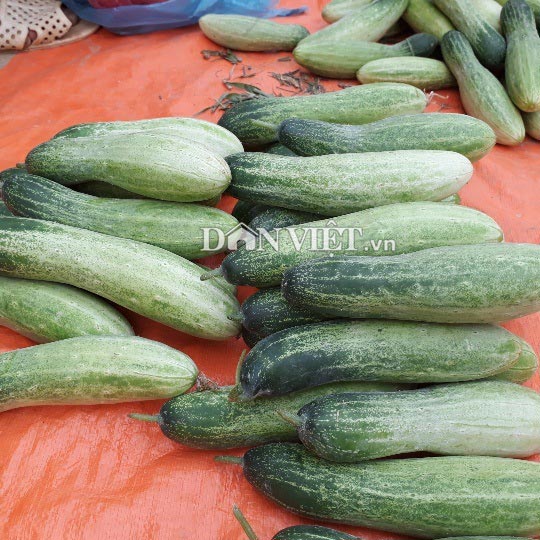 Trồng hơn nửa ha dưa chuột, hơn 30 ngày có trái, lái khuân hết - 5