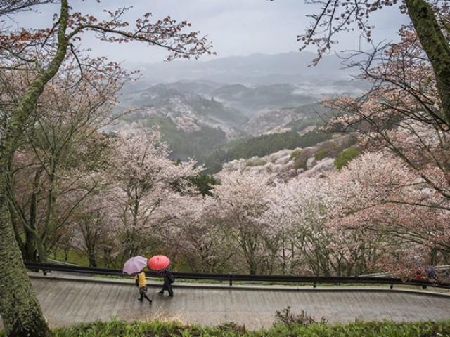 Đừng chỉ ngắm hoa anh đào, đến Nhật bạn nhất định phải đi hết những nơi này