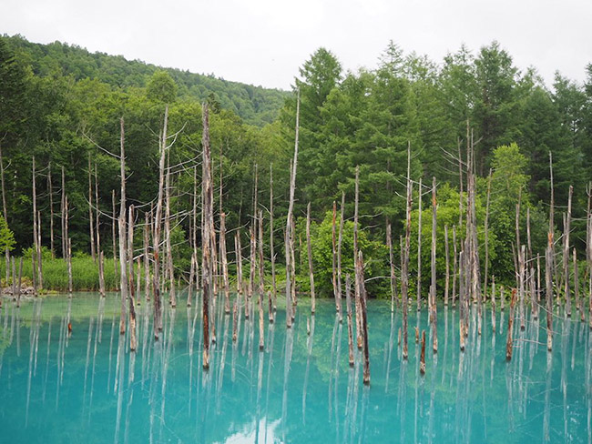 The Blue Pond nằm ngoài thị trấn suối nước nóng Shirogane Onsen và được đặt tên theo màu xanh tuyệt vời của nó. Ao xanh có màu xanh lam do các khoáng chất tự nhiên hòa tan trong nước.