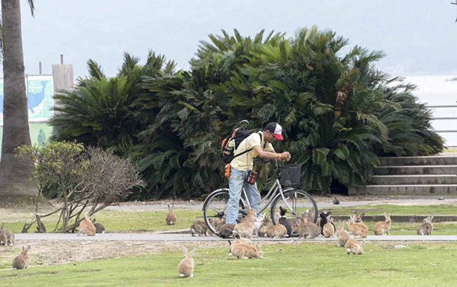 Đảo Okunoshima: Okunishama là một hòn đảo nơi những con thỏ được lang thang vui vẻ và tự do.