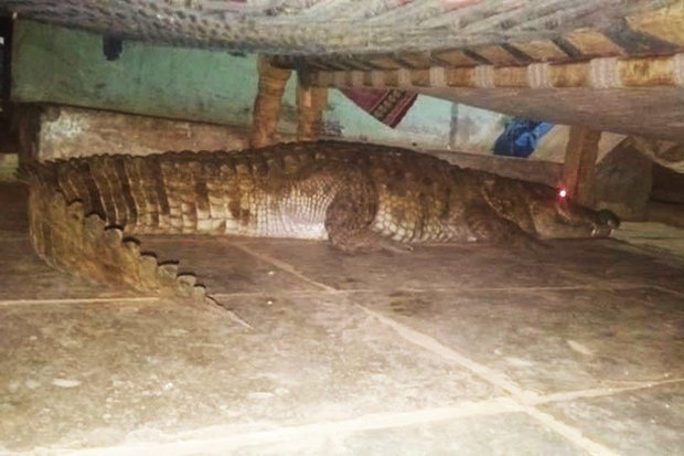 Ấn Độ: Nghe tiếng động lạ, hoảng hồn thấy cá sấu mang thai dưới gầm giường - 1
