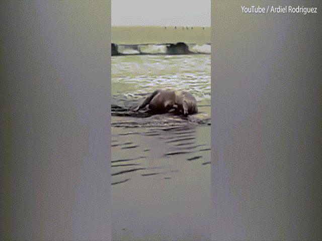 Phi thường - kỳ quặc - Video: Du khách ra biển ngắm cá voi, không ngờ thấy xác bò trôi vào bờ