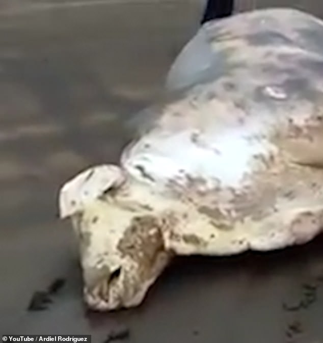 Video: Du khách ra biển ngắm cá voi, không ngờ thấy xác bò trôi vào bờ - 1