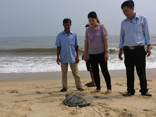 Liên tiếp phát hiện rùa quý hiếm lạc vào bãi biển