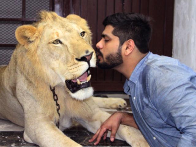 Bạn trẻ - Cuộc sống - Hai anh em người Pakistan nuôi sư tử làm thú cưng