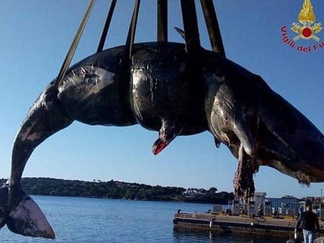 Thế giới - Điều đau lòng bên trong dạ dày cá nhà táng mang thai chết dạt bờ biển Italia