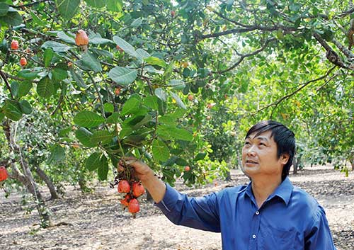 Giá bằng 1kg rau, loại hạt giúp ngăn ung thư, làm đẹp da lâm cảnh điêu đứng - 1