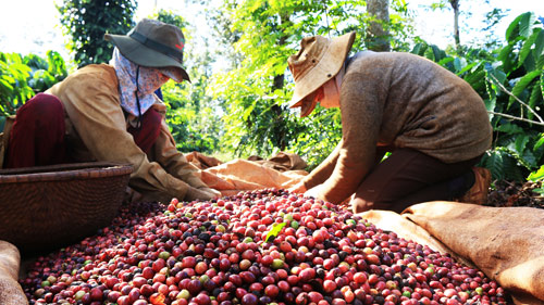 Giá nông sản 2/4: Tại sao cà phê Việt Nam “thất sủng” trên đất Mỹ? - 1