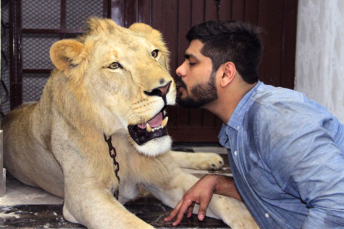 Hai anh em người Pakistan nuôi sư tử làm thú cưng - 1