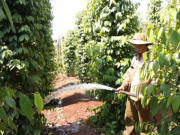 Thị trường - Tiêu dùng - Đáng tiếc: Chỉ bán cái mình có, hồ tiêu “rớt” khỏi ngôi vị tỷ đô