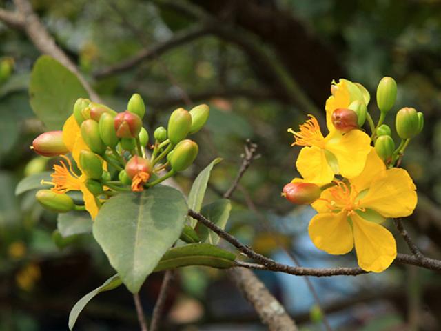 Thị trường - Tiêu dùng - Thương lái Trung Quốc bị từ chối khi muốn mua cả vườn mai tứ quý "độc nhất" Việt Nam