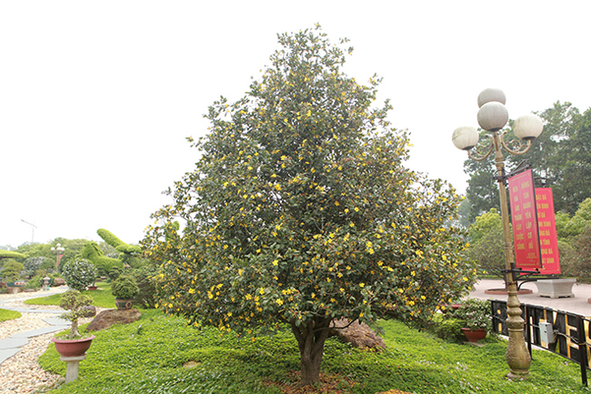 Vườn cây của anh Dũng có khoảng gần 10 cây mai tứ quý cổ thụ trong đó có hai cây mai rất lớn.