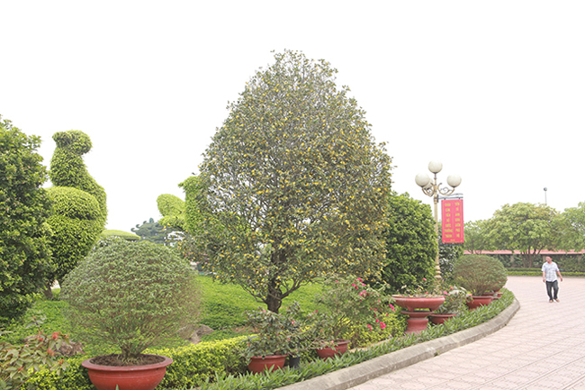 Những cây mai tứ quý cổ thụ ở vườn cây của anh Lê Văn Dũng (TP Sông Công, Thái Nguyên) tuy không nhiều như vườn cây của anh Toàn nhưng cũng thuộc dạng quý hiếm. Anh Dũng không chỉ sở hữu những cây quý hiếm của Việt Nam, mà còn có cả những cây từng đạt giải tại các triển lãm bonsai quốc tế.