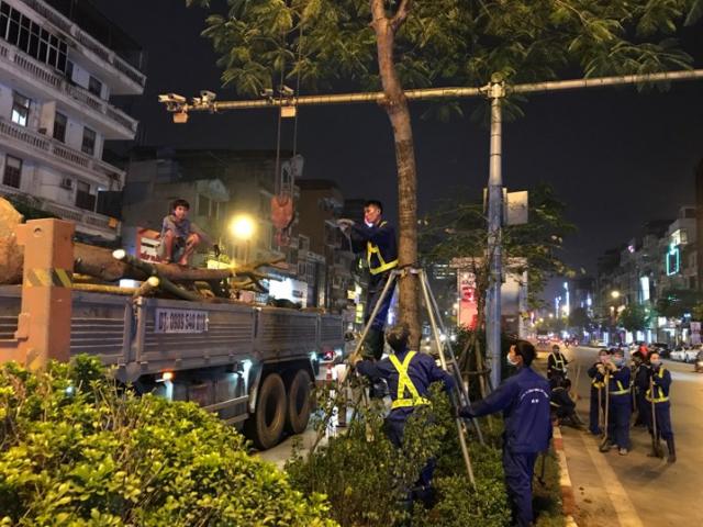 Tin tức trong ngày - Hà Nội nhổ bỏ hàng loạt cây phượng: Công ty Cây xanh nói gì?