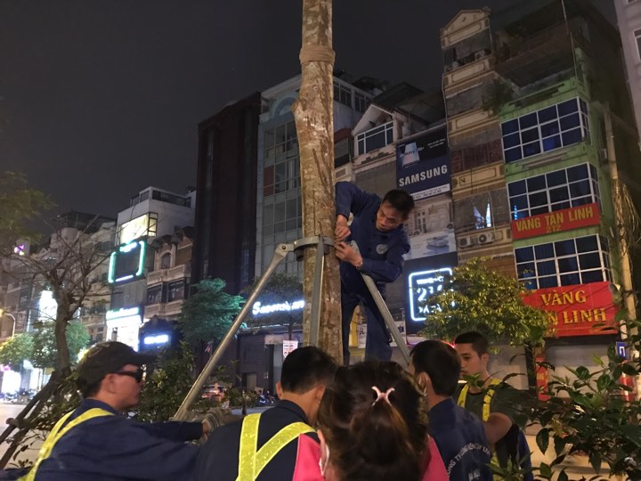 Hà Nội nhổ bỏ hàng loạt cây phượng: Công ty Cây xanh nói gì? - 3