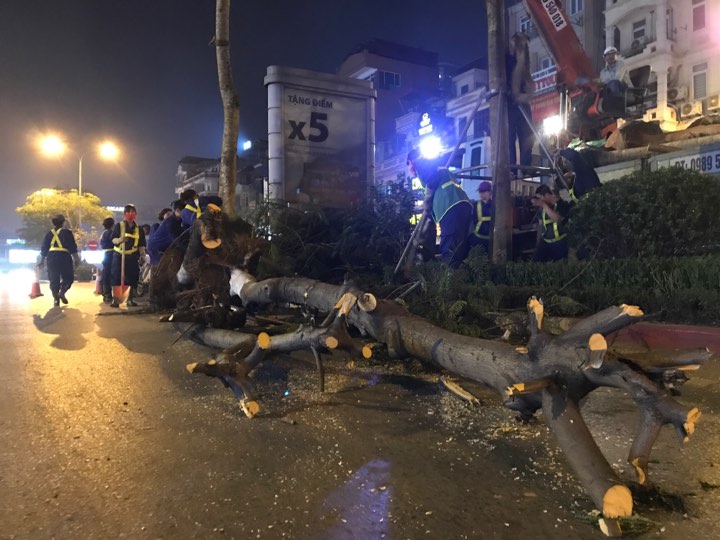 Hà Nội nhổ bỏ hàng loạt cây phượng: Công ty Cây xanh nói gì? - 6