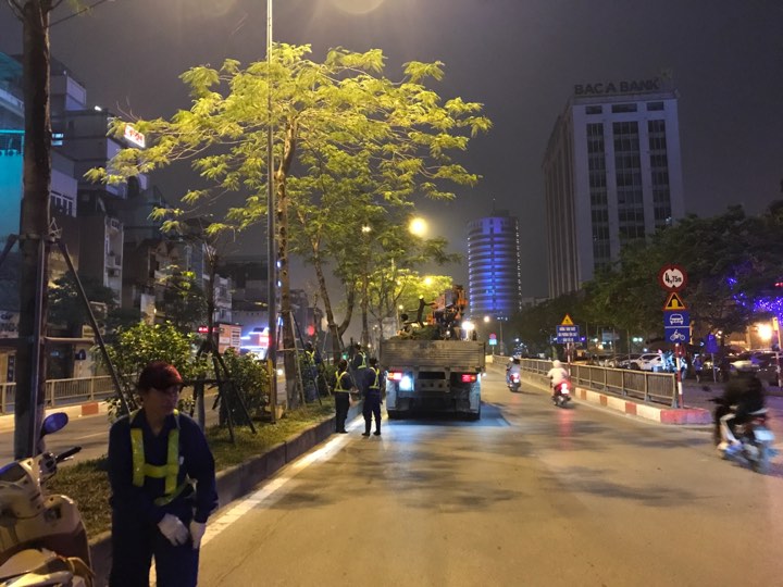 Hà Nội nhổ bỏ hàng loạt cây phượng: Công ty Cây xanh nói gì? - 2