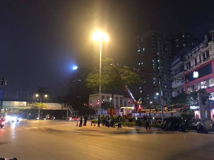 Hà Nội nhổ bỏ hàng loạt cây phượng: Công ty Cây xanh nói gì? - 4